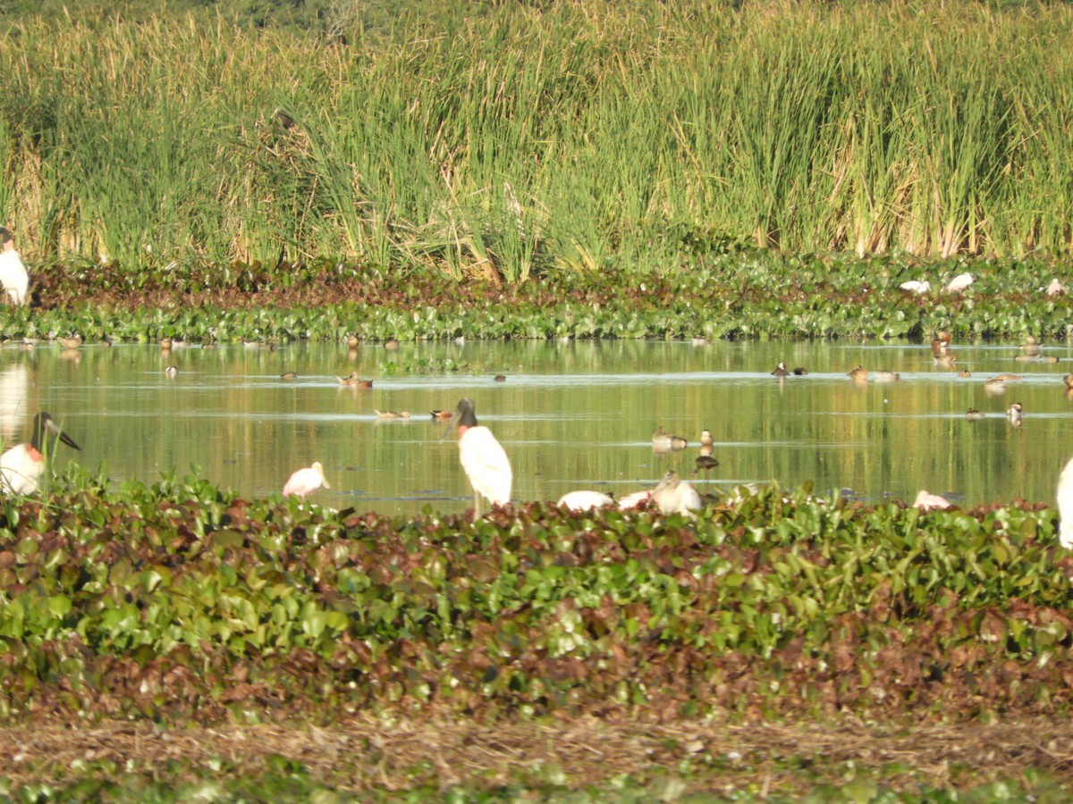 Red Shoveler - ML572686071