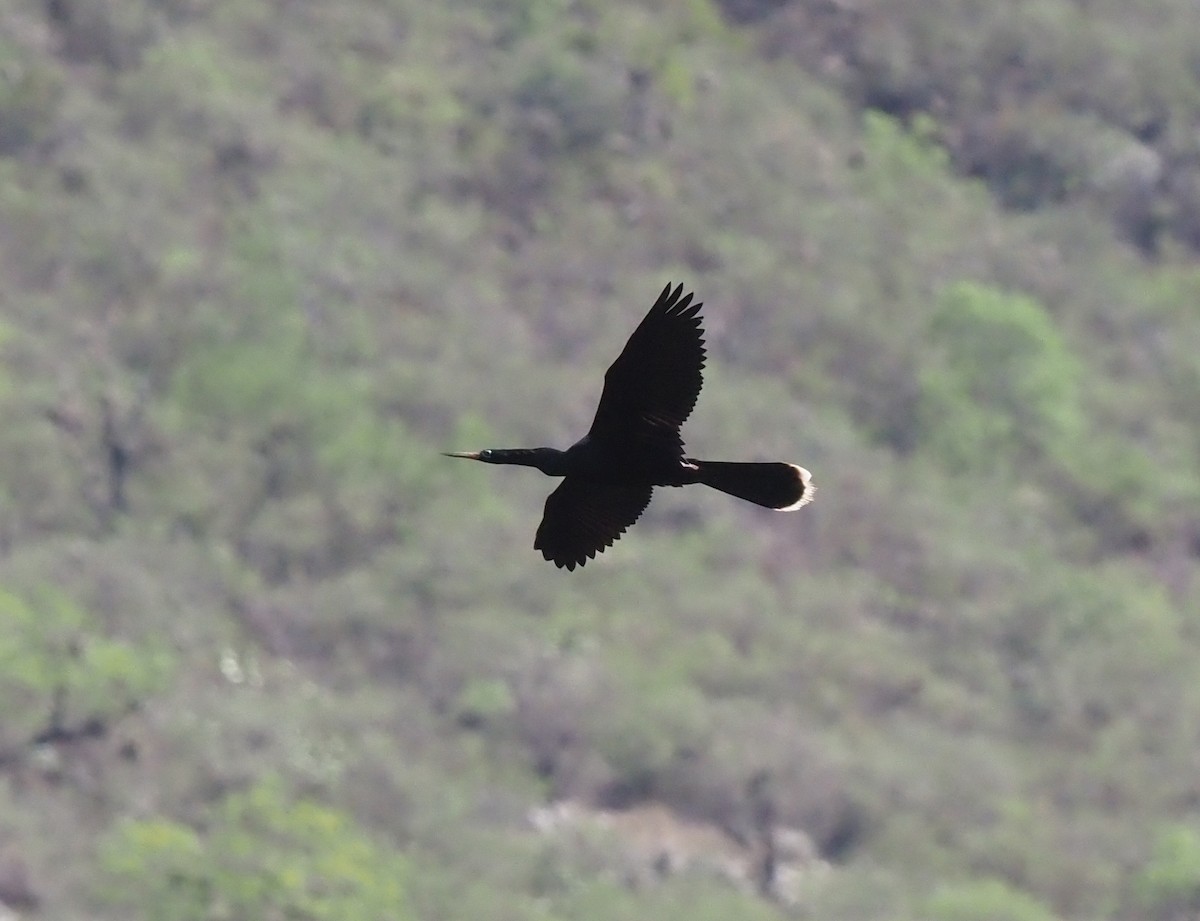 anhinga americká - ML572686721