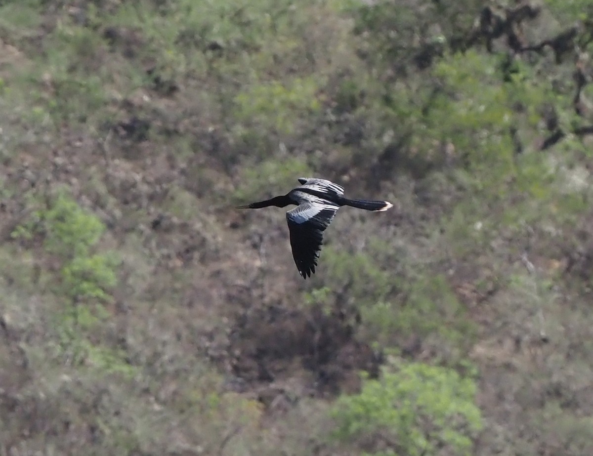 anhinga americká - ML572686961