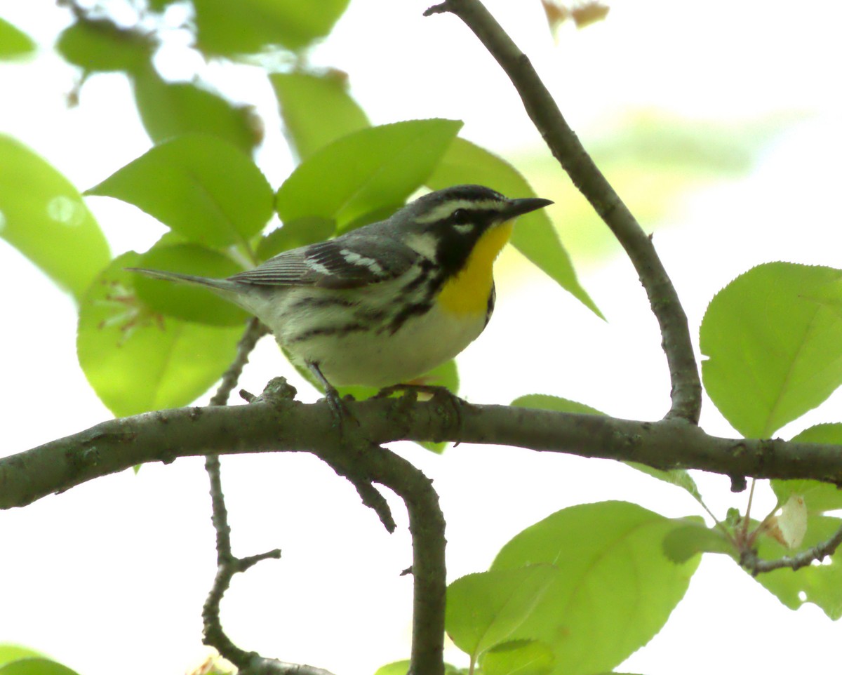 Yellow-throated Warbler - ML572689691