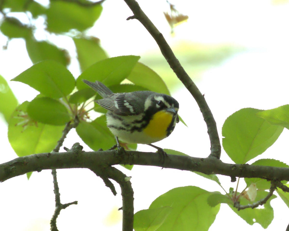 Yellow-throated Warbler - ML572689701