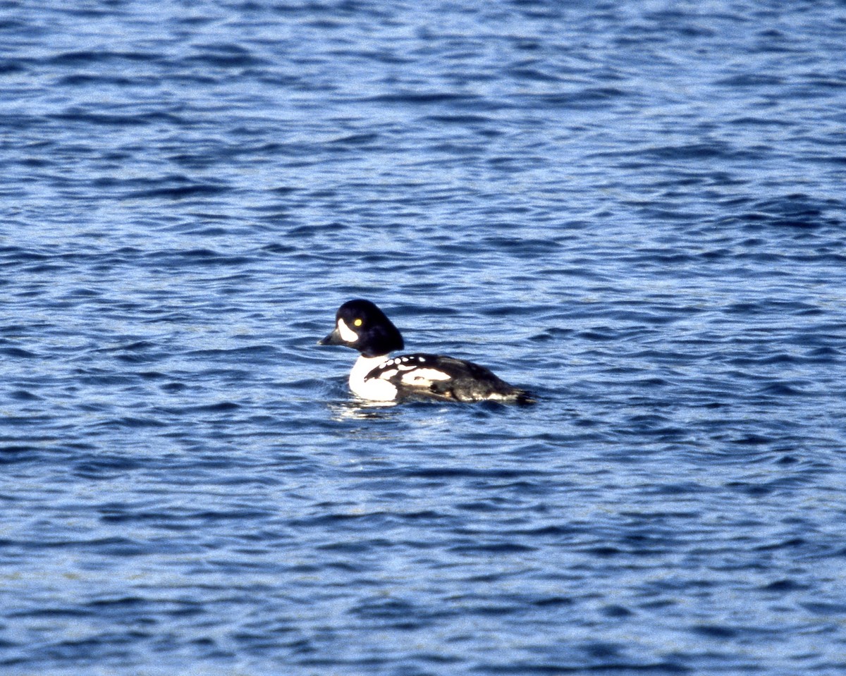Barrow's Goldeneye - ML572689931