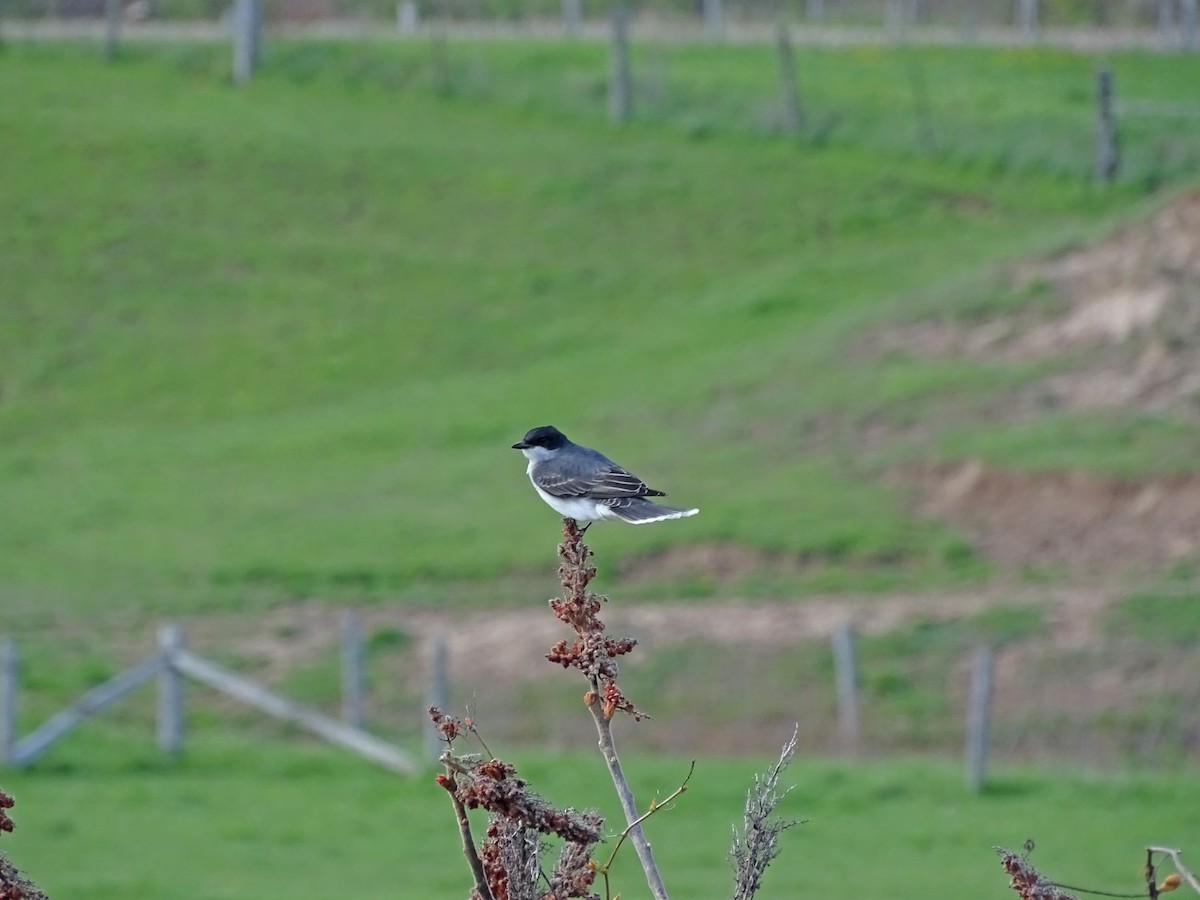 Eastern Kingbird - ML57269021