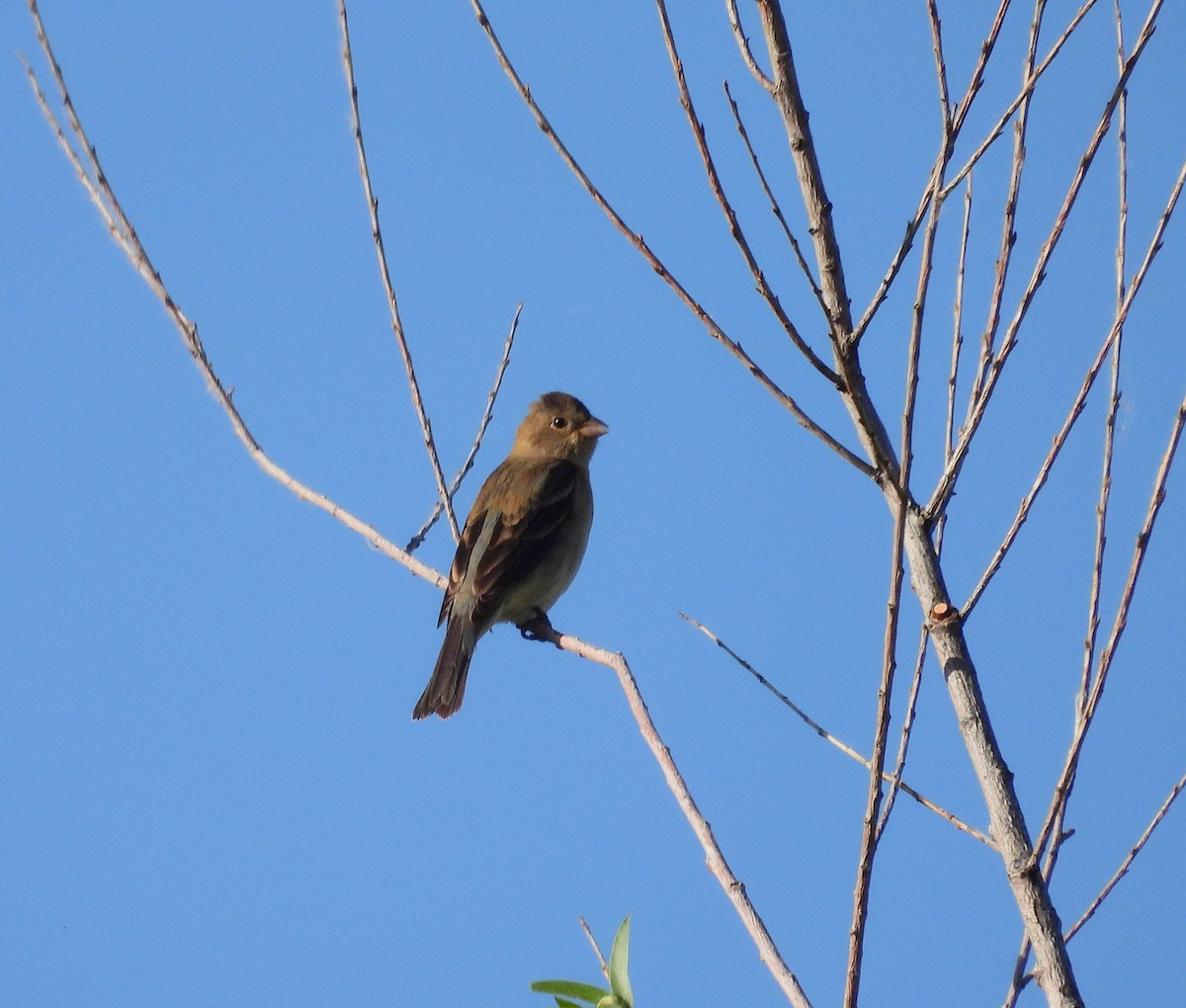 Blue Grosbeak - ML572690461