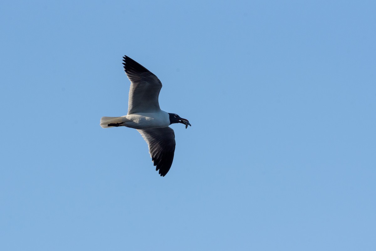 Laughing Gull - ML572690691