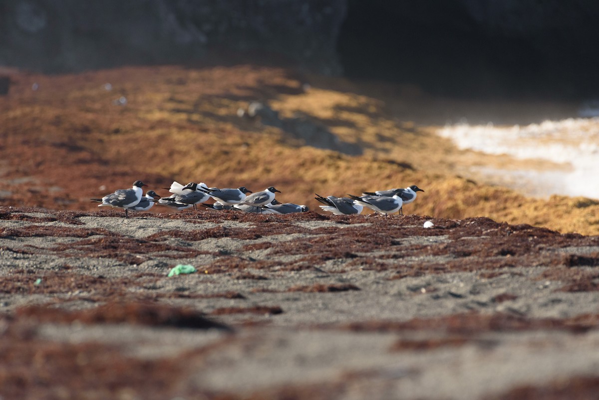 Laughing Gull - ML572690701