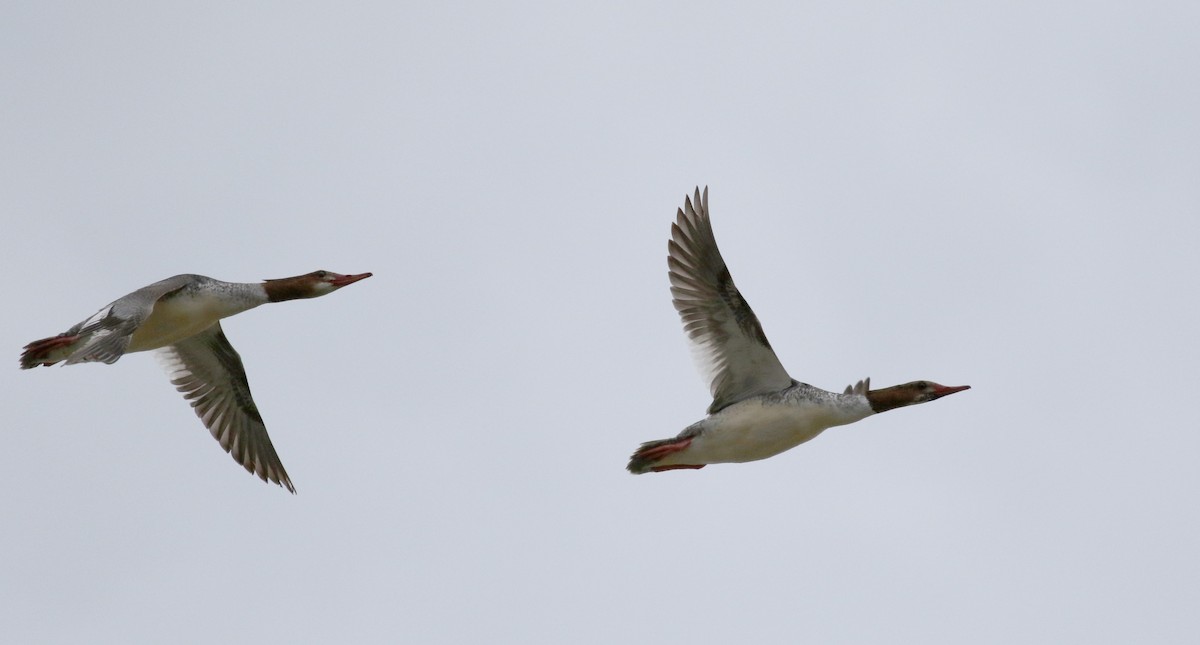 Gänsesäger (americanus) - ML57269161