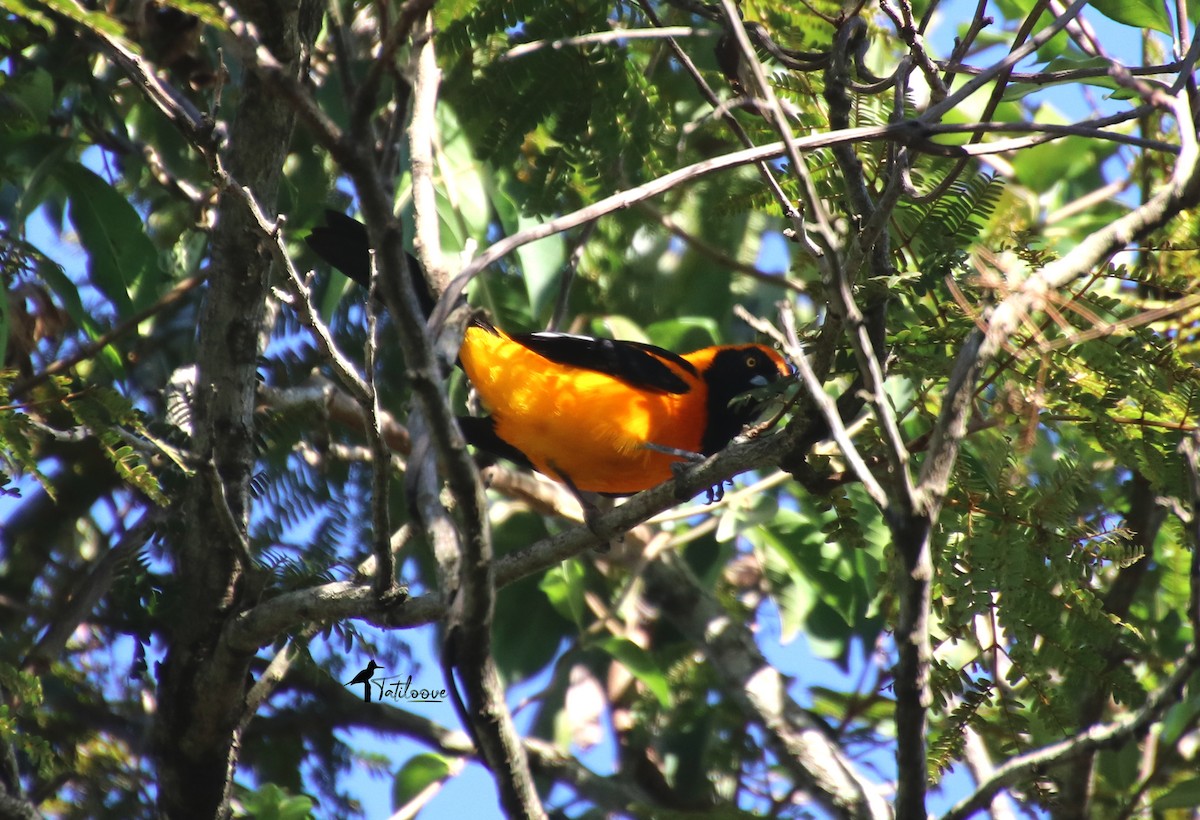 Orange-backed Troupial - ML572692251