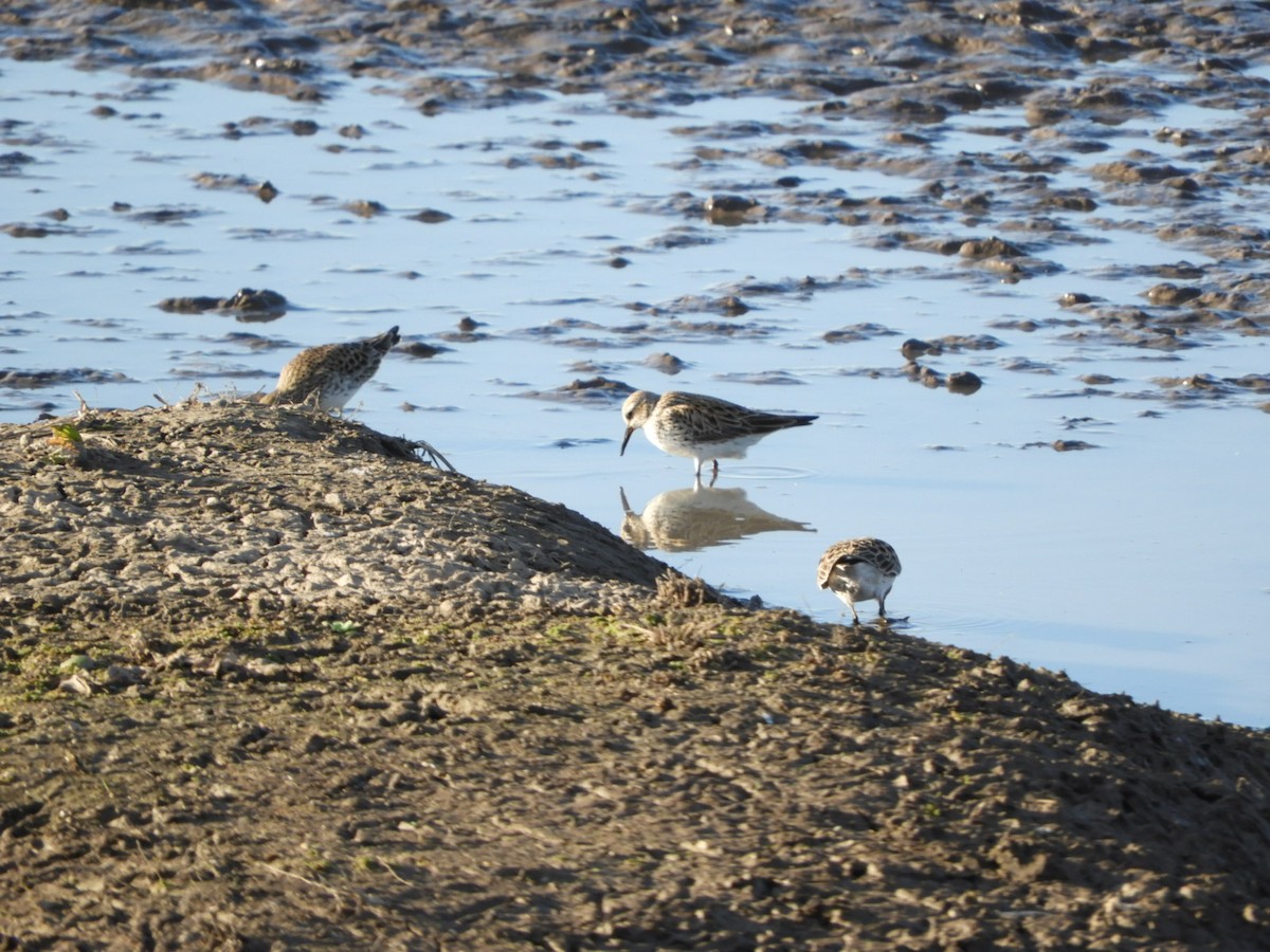 Pectoral Sandpiper - ML572692311