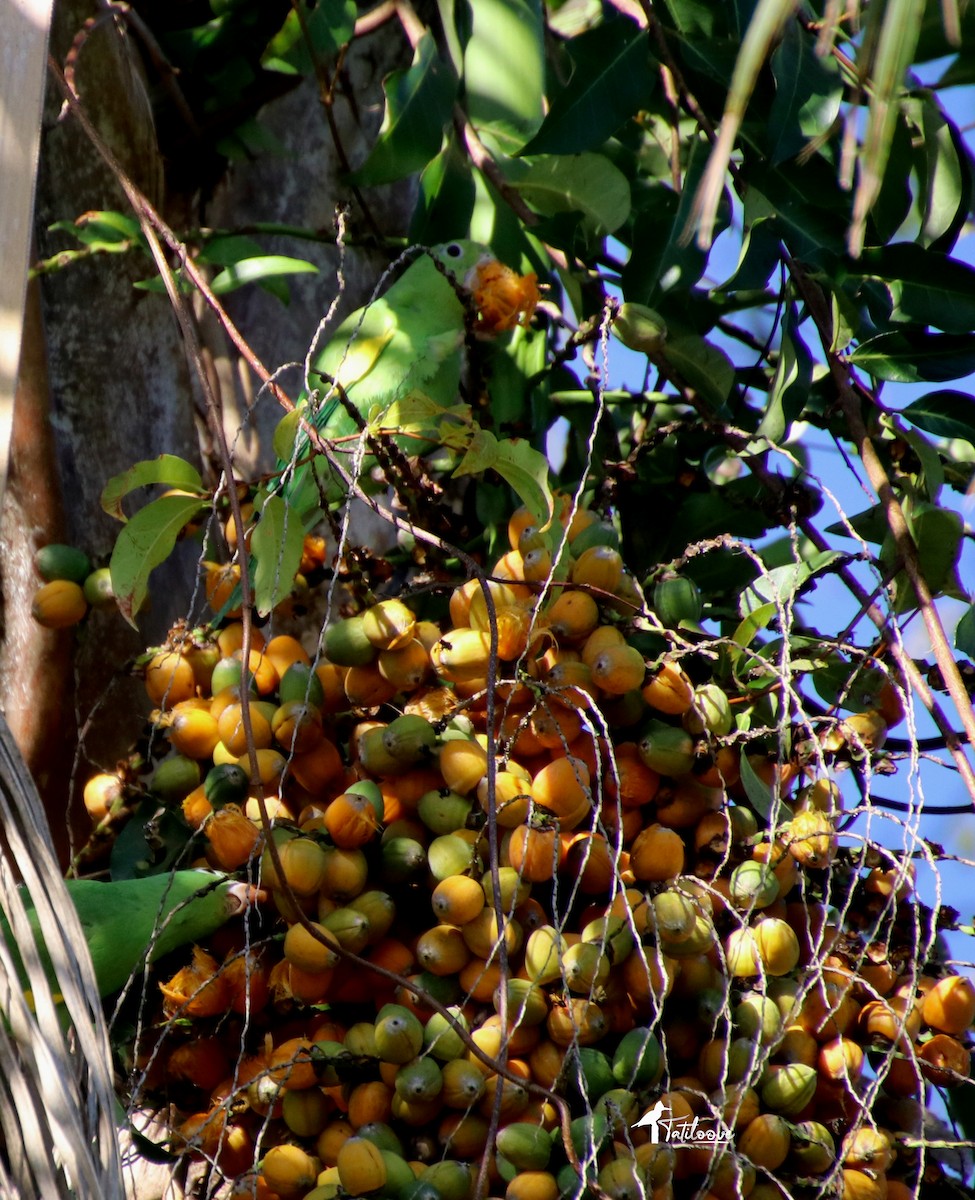 Yellow-chevroned Parakeet - ML572692651