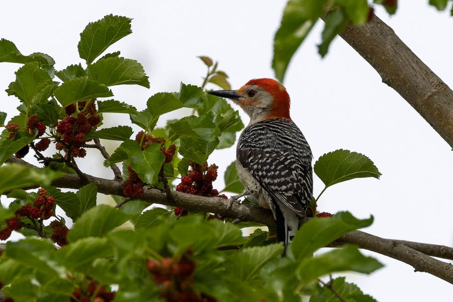 Red-bellied Woodpecker - ML572692761