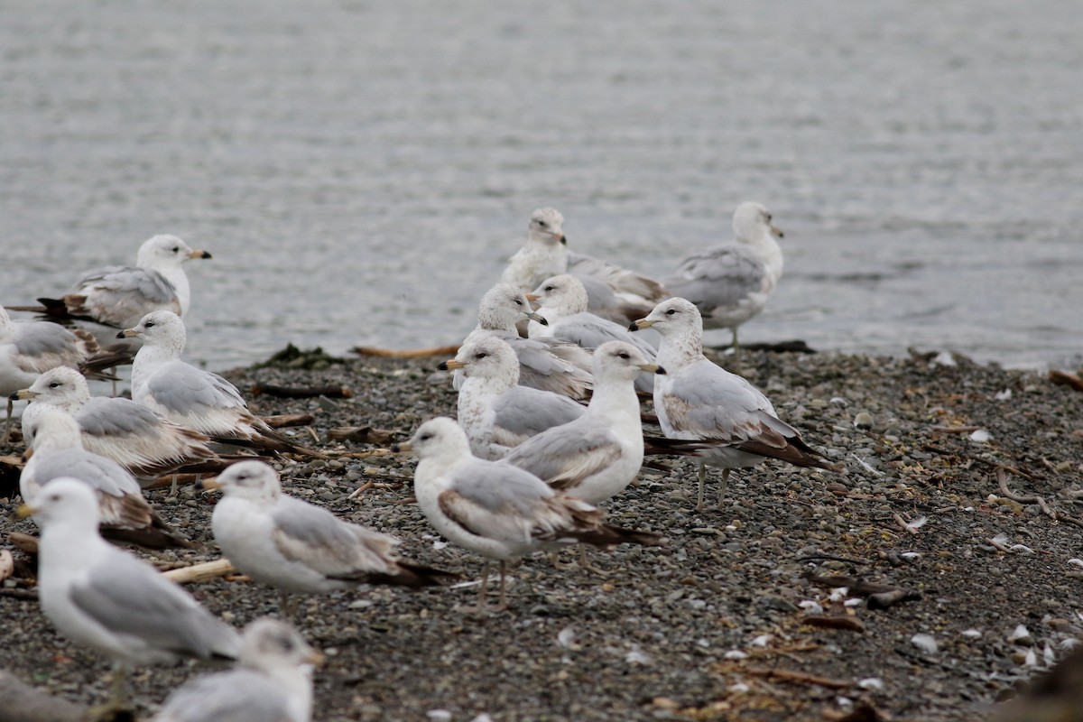 Ring-billed Gull - ML57269361