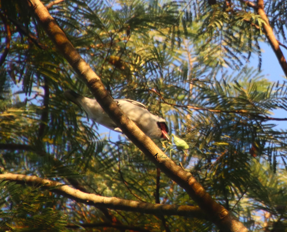 Masked Tityra - ML572693781