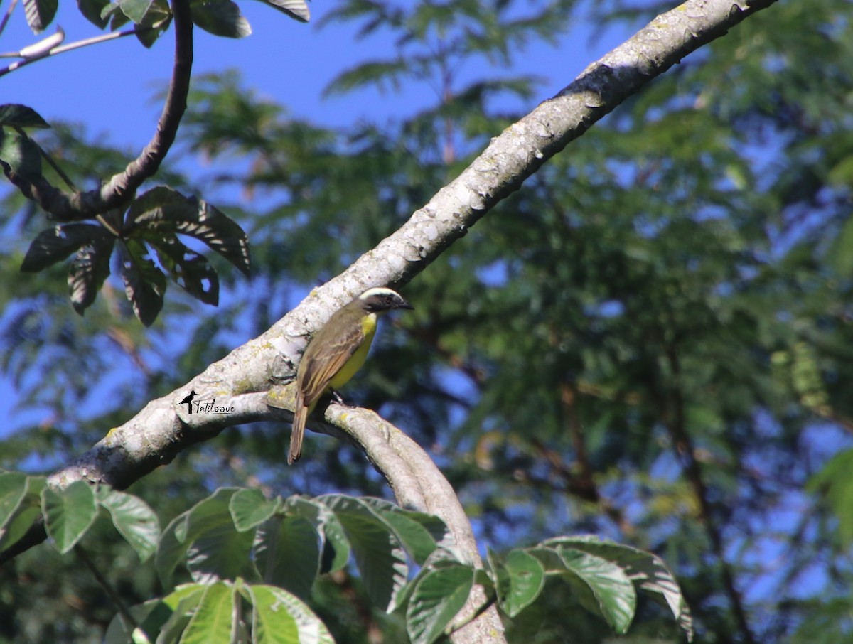Rusty-margined Flycatcher - ML572693921