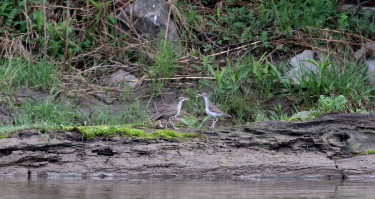 Spotted Sandpiper - ML57269411