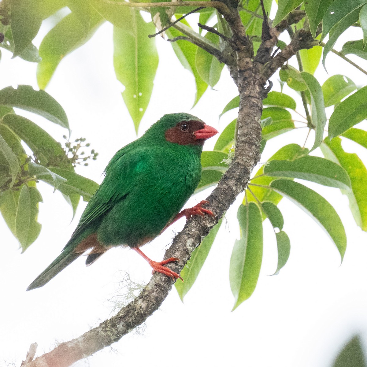 Grass-green Tanager - ML572694291