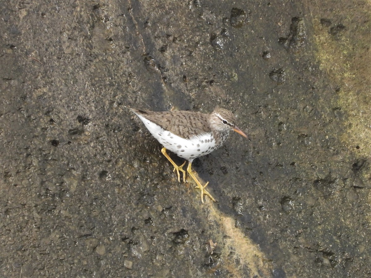 Spotted Sandpiper - ML572694501