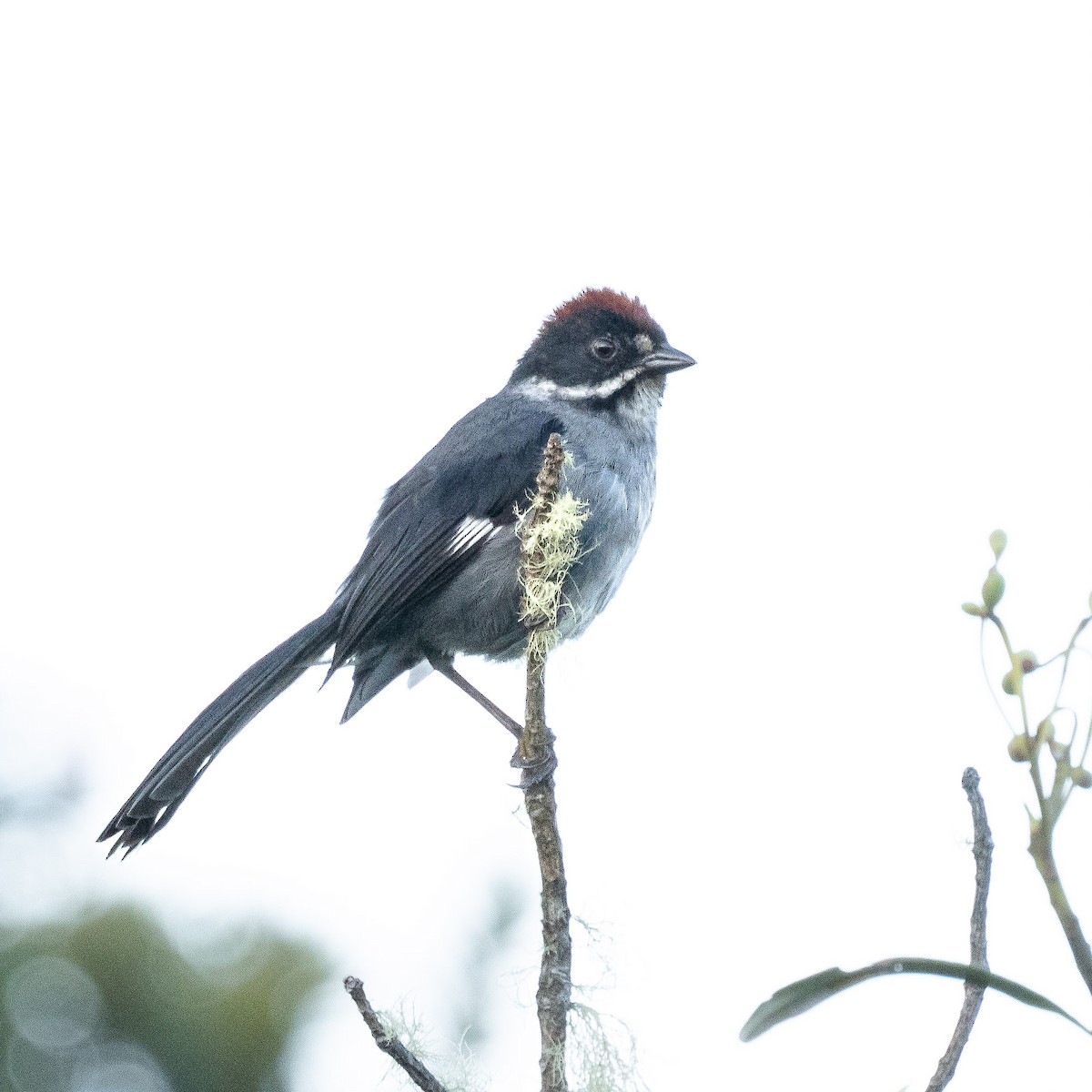 Slaty Brushfinch - Martin Mejía