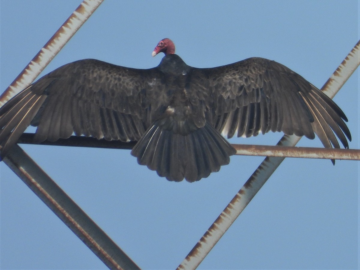 Turkey Vulture - ML572694741