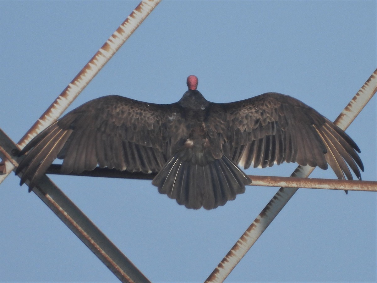 Turkey Vulture - ML572694771