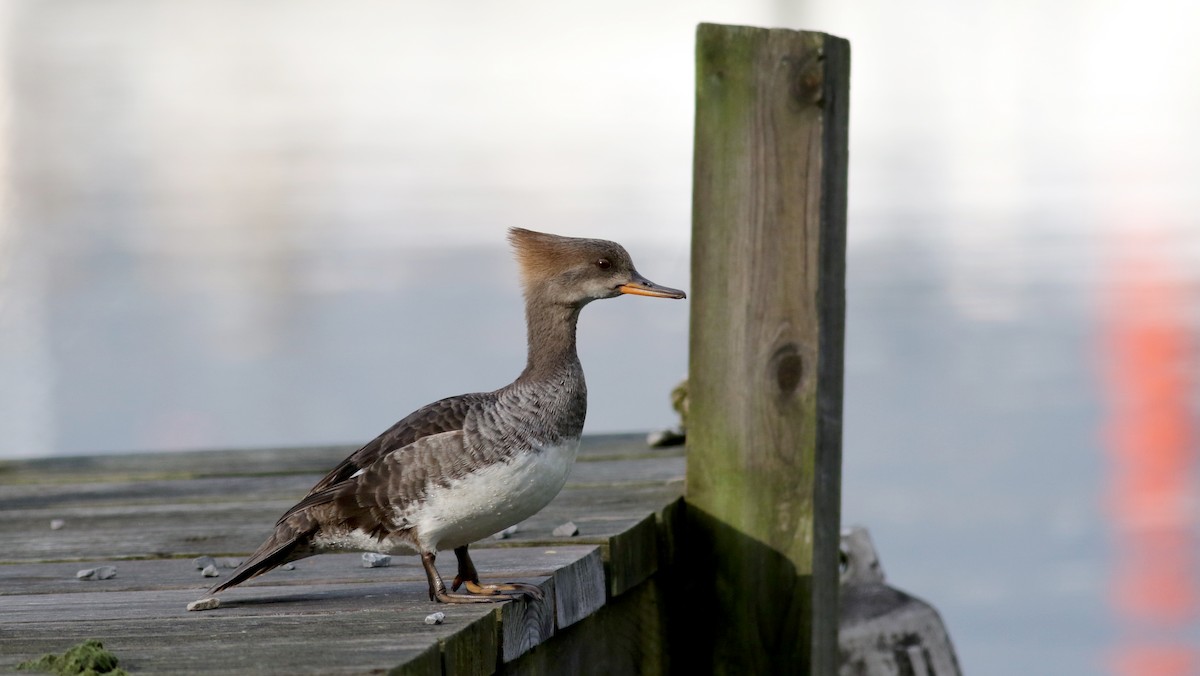 Hooded Merganser - ML57269491