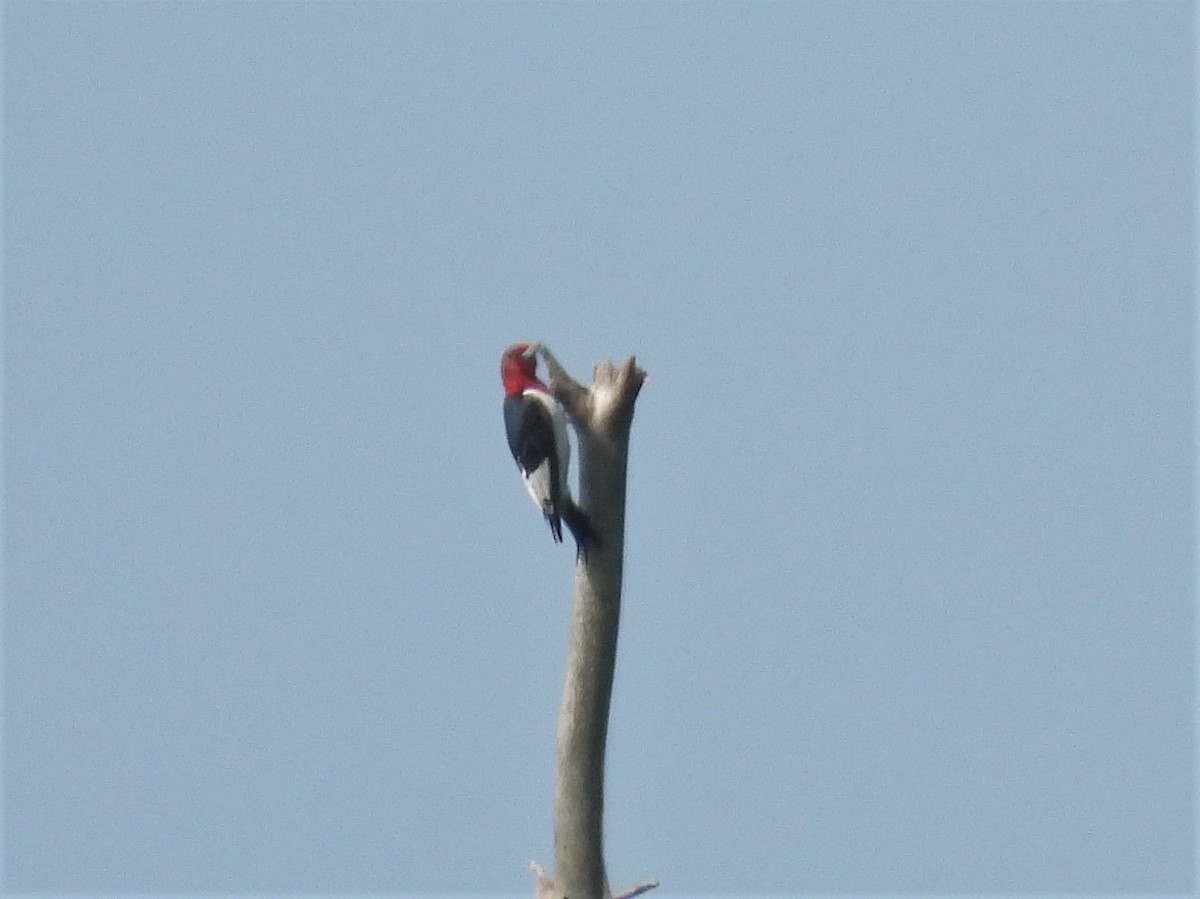 Red-headed Woodpecker - ML572695011
