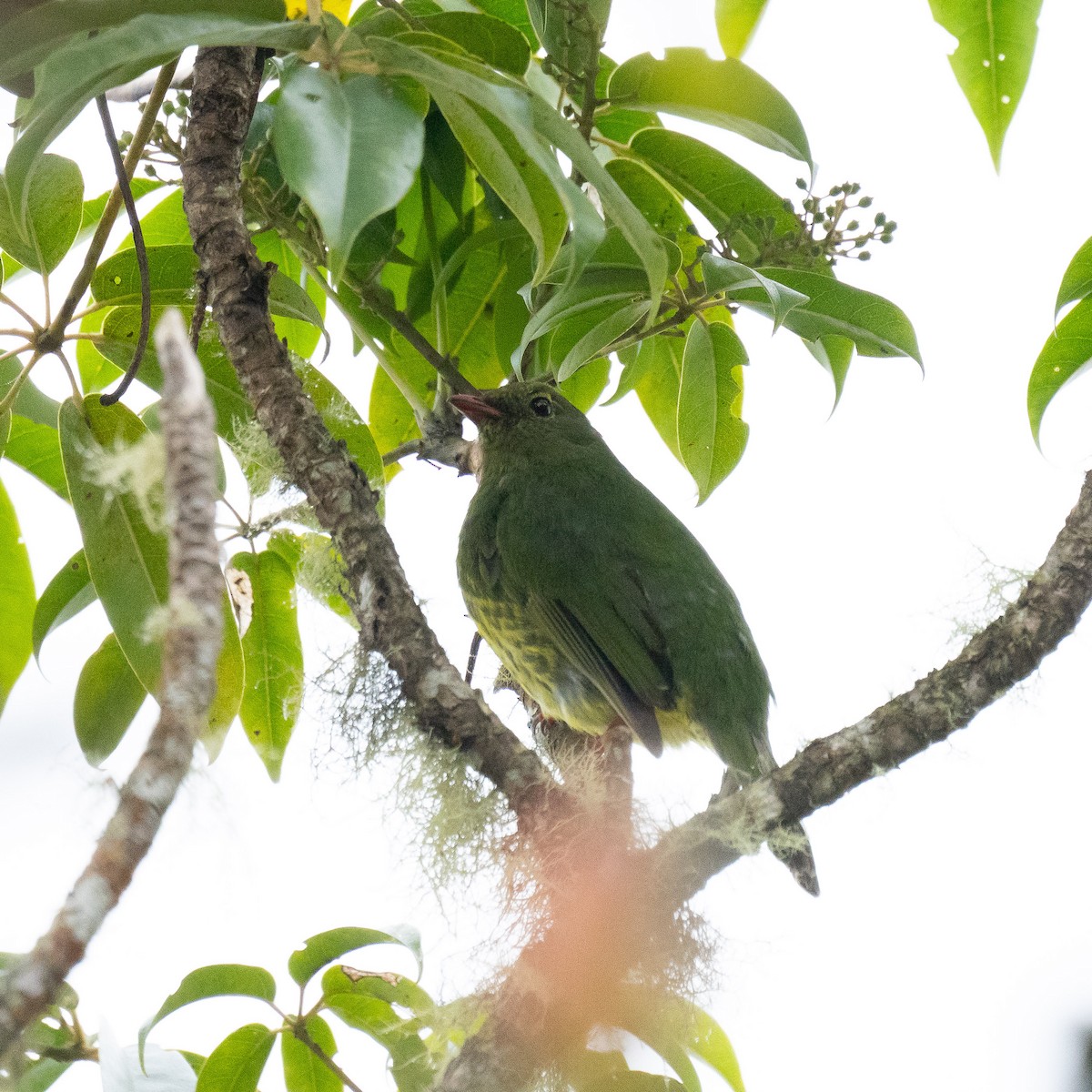 Green-and-black Fruiteater - ML572695161