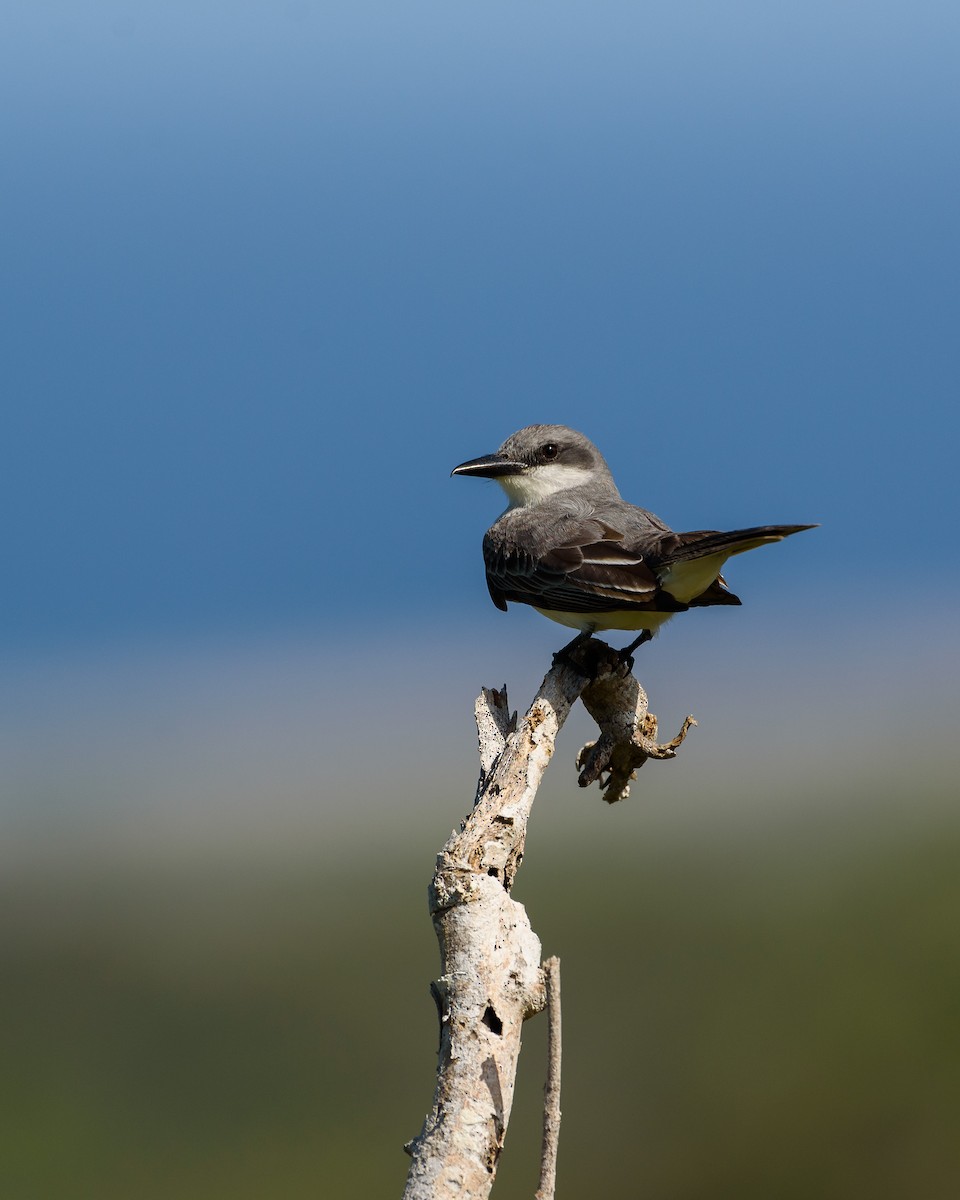 Gray Kingbird - Adam Stinton