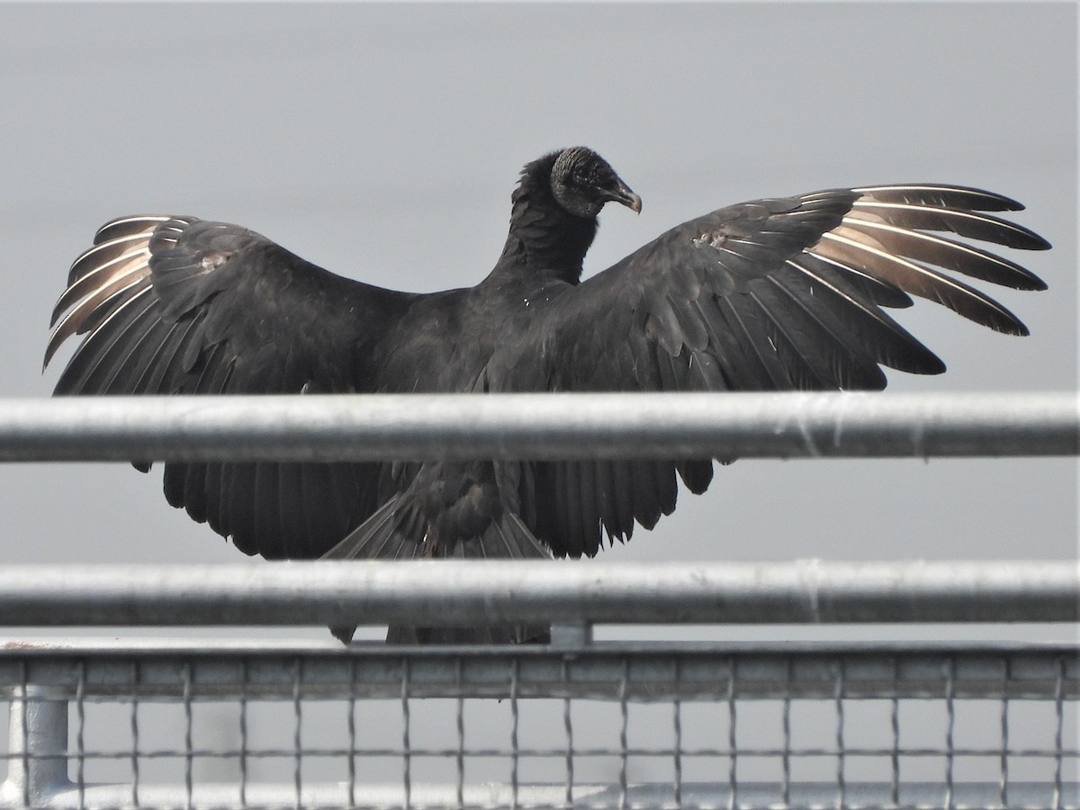 Black Vulture - ML572695641