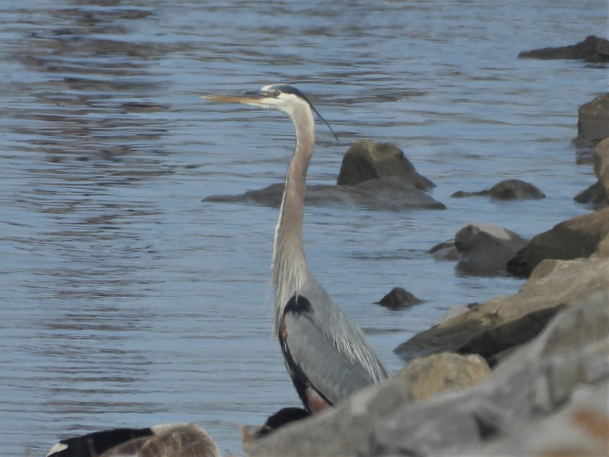 Great Blue Heron - ML572696481