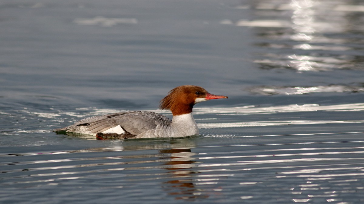 Common Merganser (North American) - ML57269651