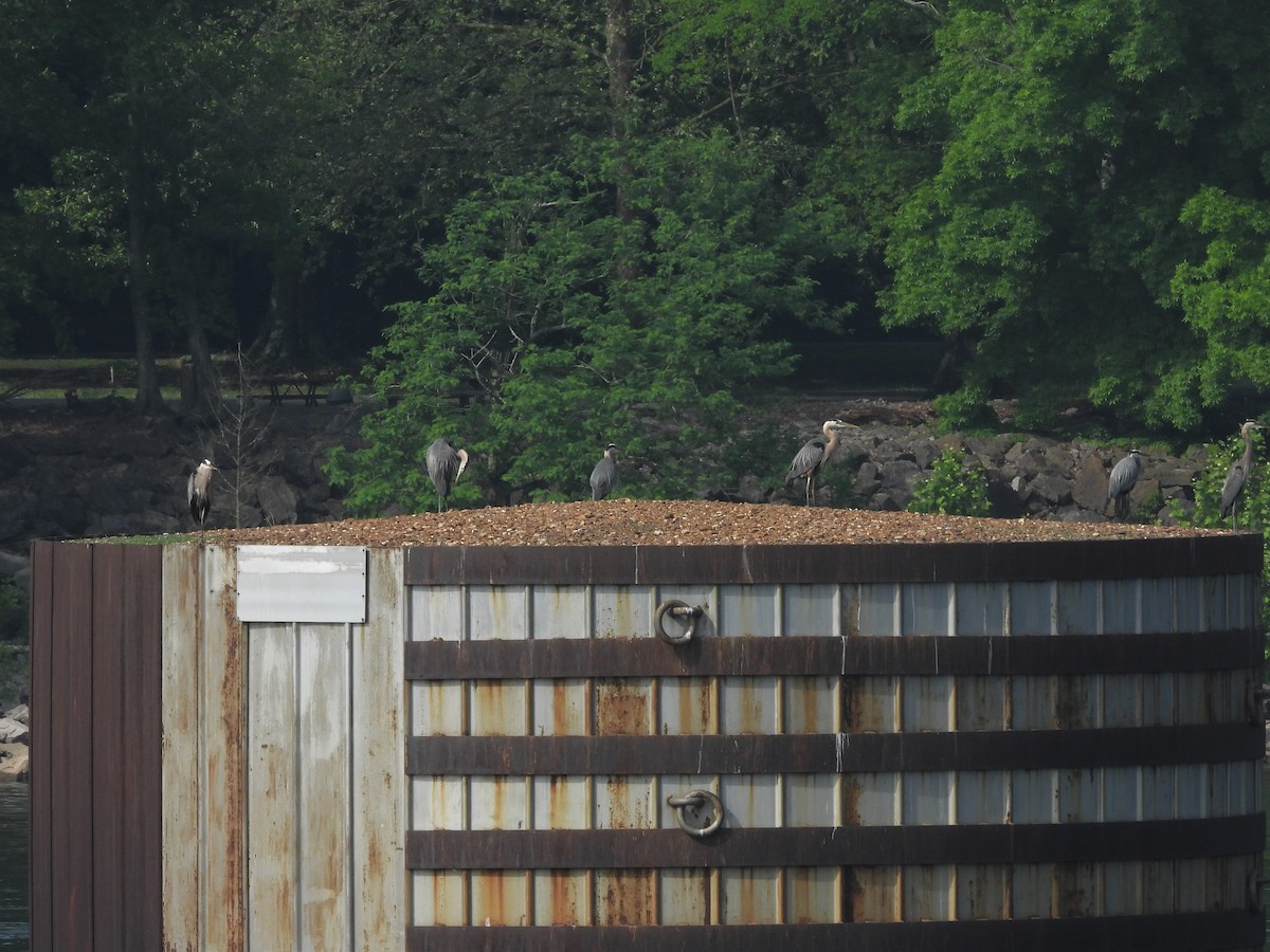 Great Blue Heron - ML572696671