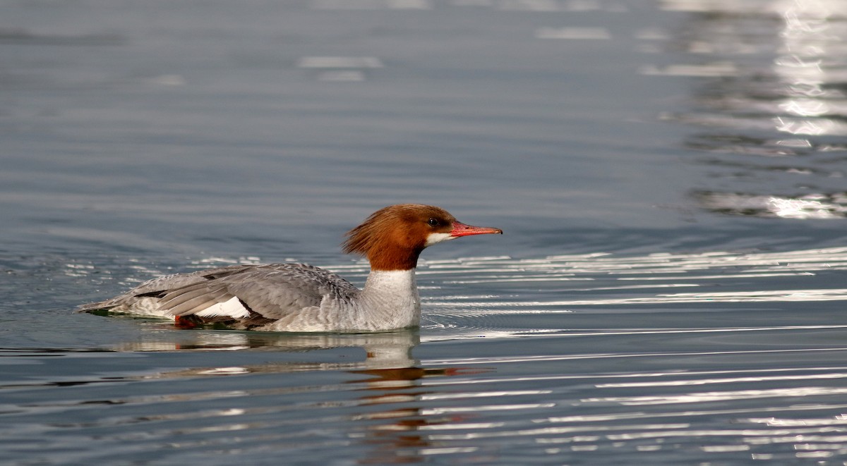 Common Merganser (North American) - Jay McGowan