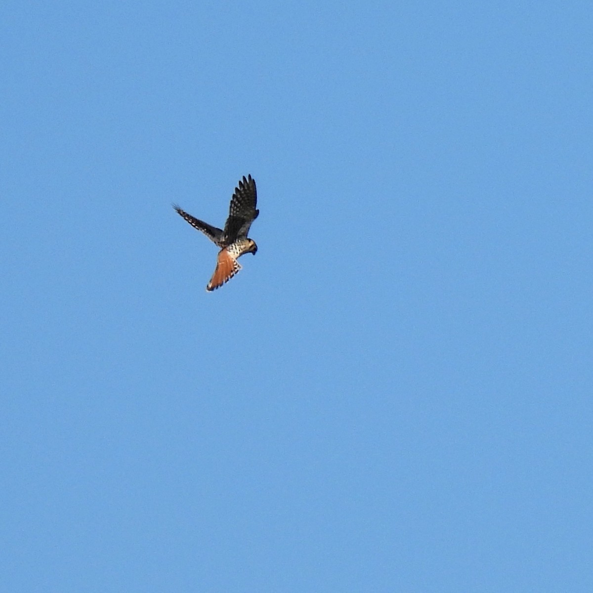 American Kestrel - Susan Kirkbride