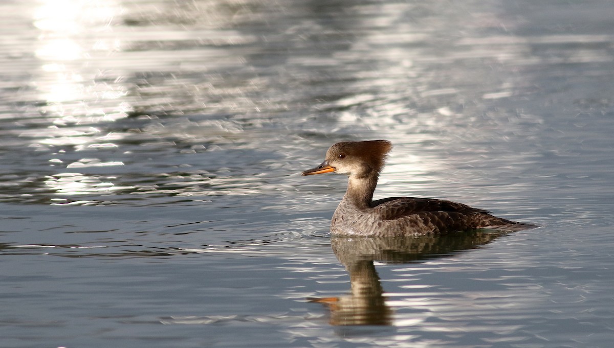 Hooded Merganser - Jay McGowan