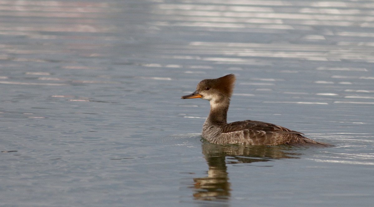 Hooded Merganser - Jay McGowan