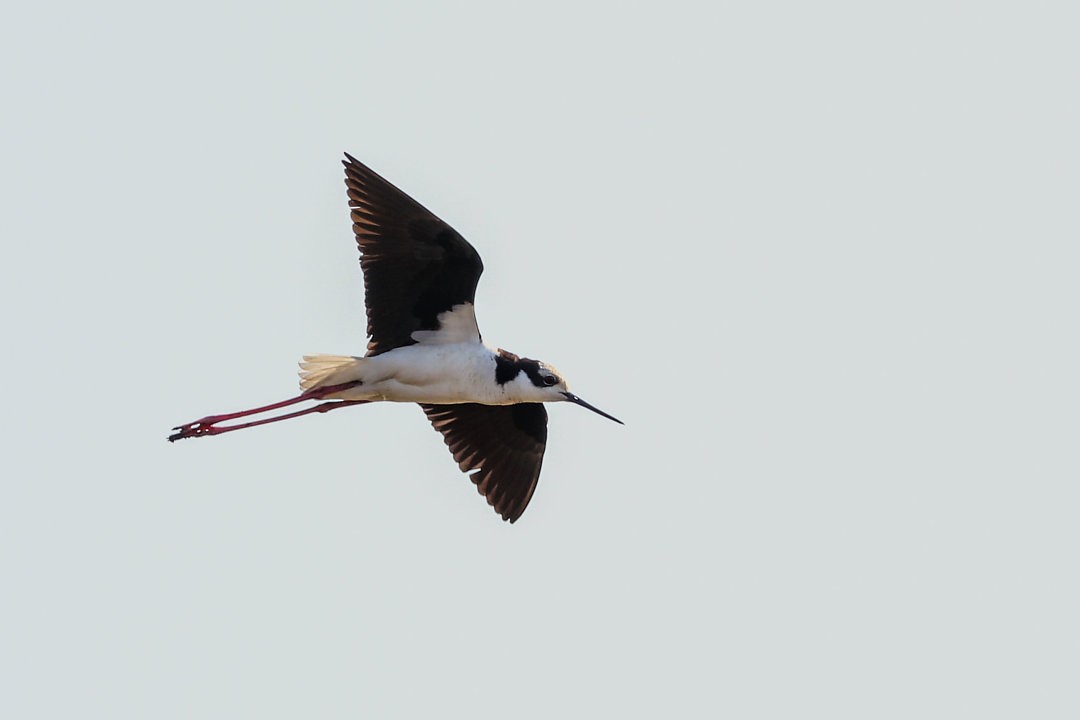 Black-necked Stilt (White-backed) - ML572699071