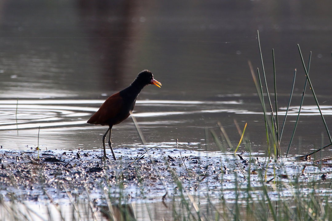 Wattled Jacana - ML572699161