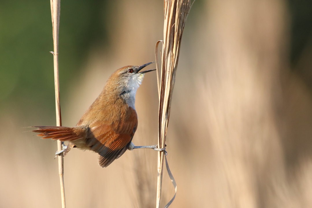 Yellow-chinned Spinetail - ML572699211