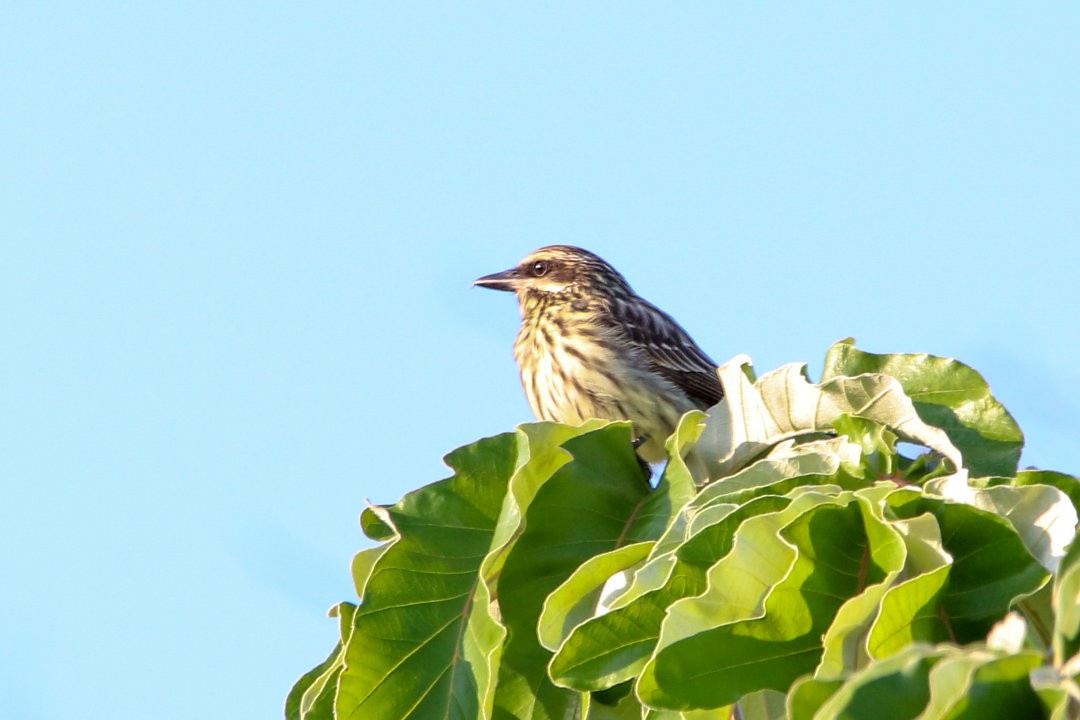 Streaked Flycatcher - ML572699251