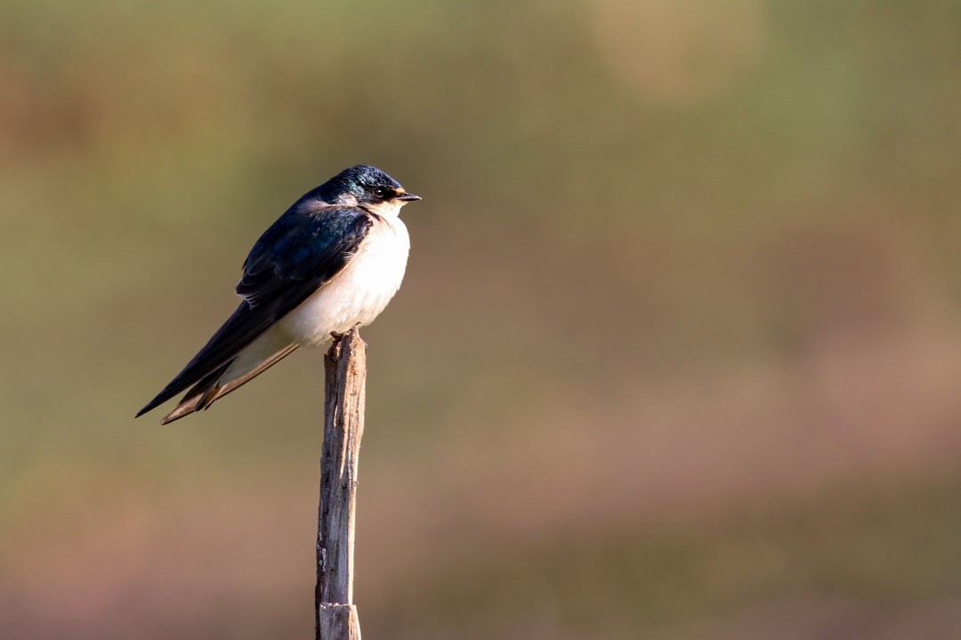 Golondrina Cejiblanca - ML572699301