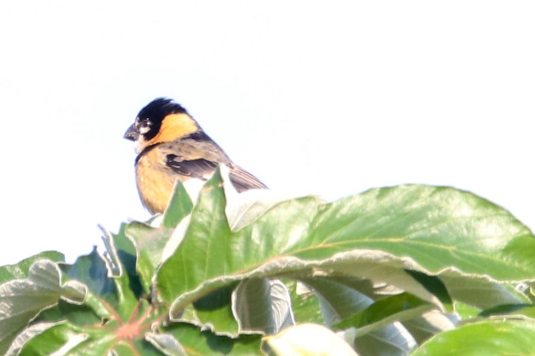 Rusty-collared Seedeater - ML572699451