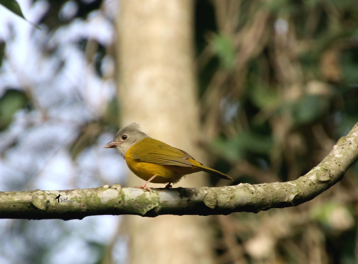 Gray-headed Tanager - ML572699591