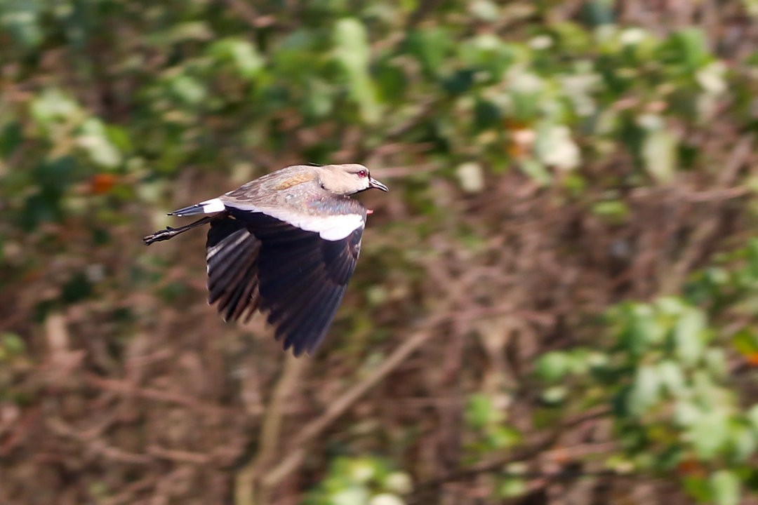 Southern Lapwing - ML572699621