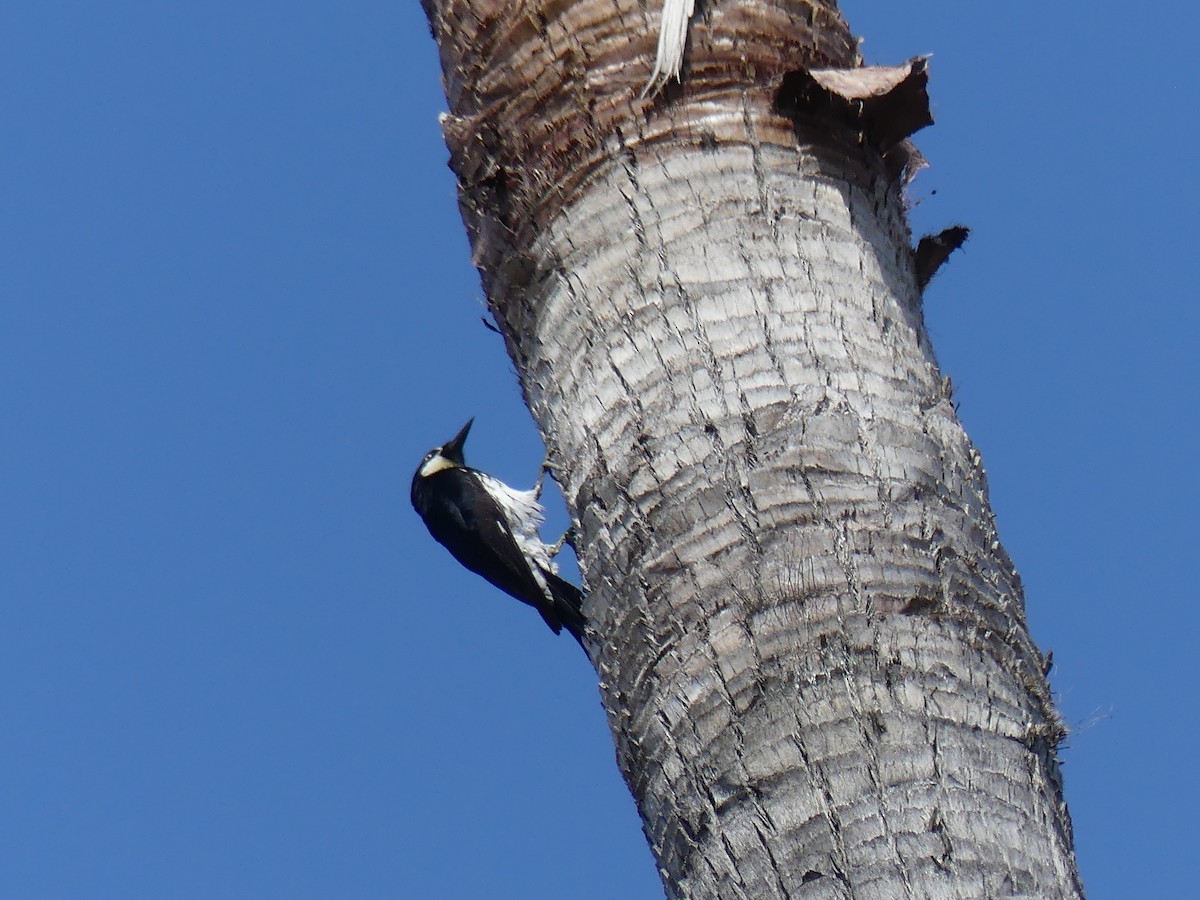 Acorn Woodpecker - ML572699631