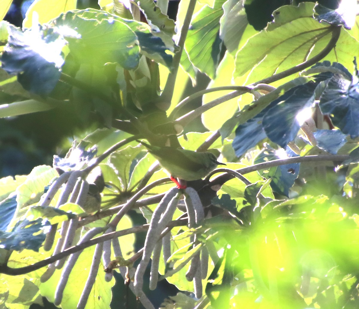 Red-legged Honeycreeper - ML572699671