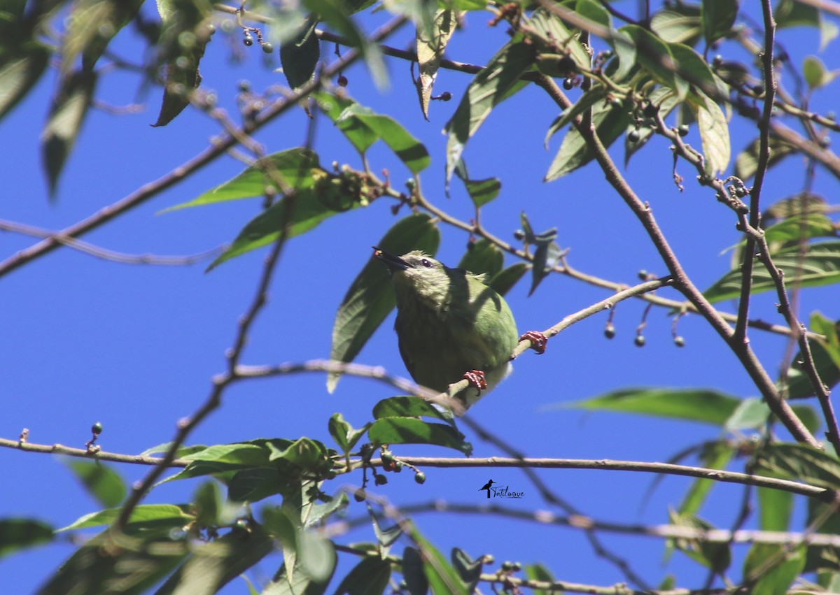 Red-legged Honeycreeper - ML572699931