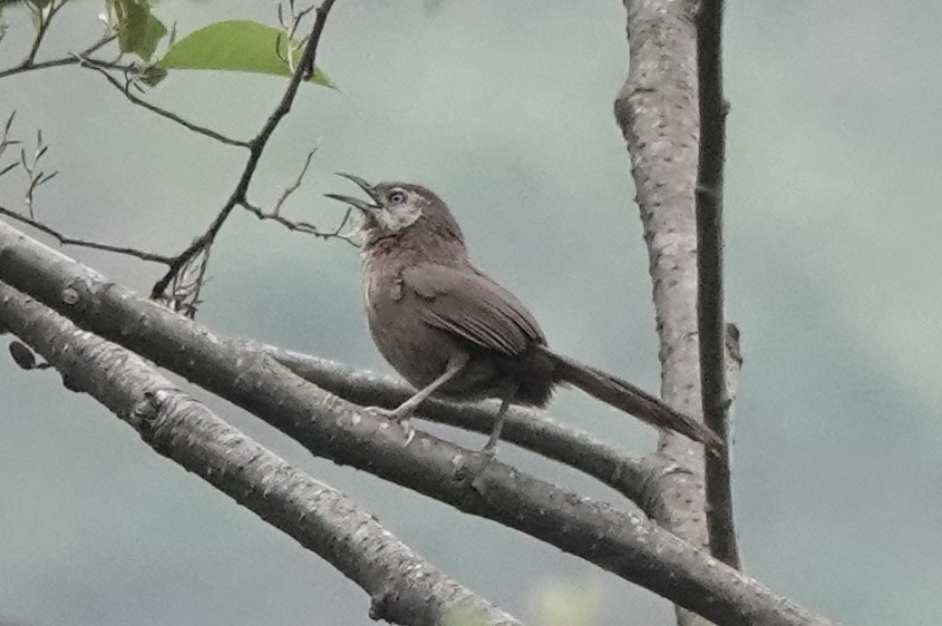 Spiny Babbler - Steve Kornfeld