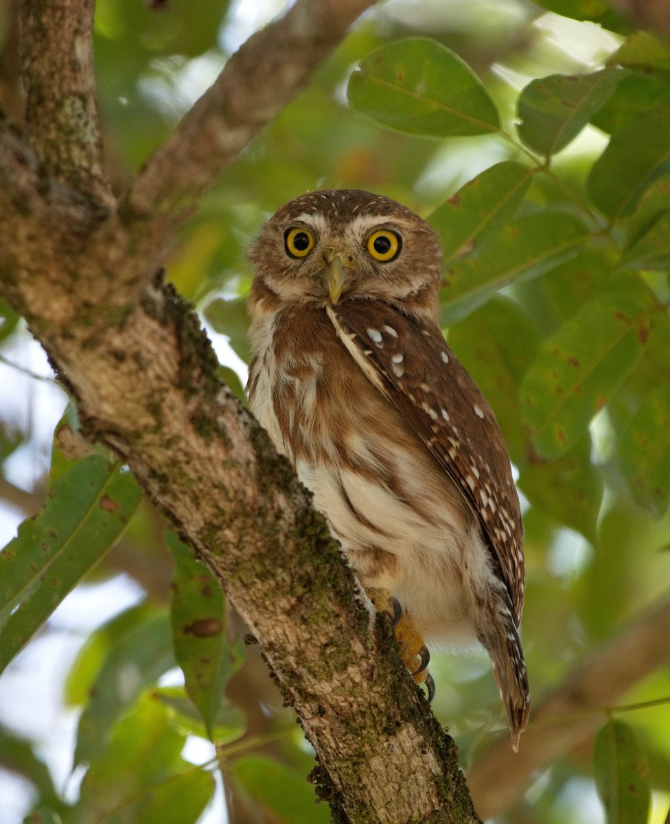 Ferruginous Pygmy-Owl - ML572700301