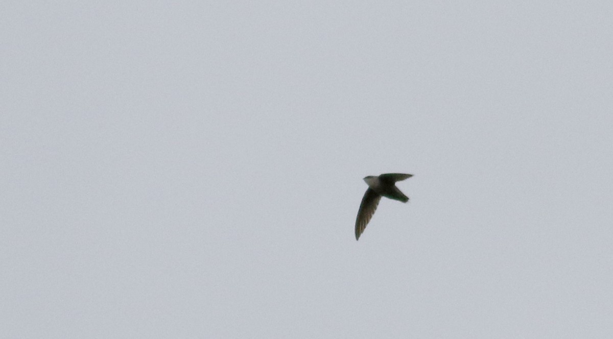 Chimney Swift - ML57270081